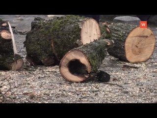 trees are being rejuvenated in vyborg