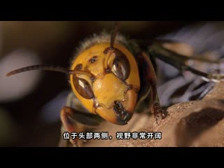 golden ringed wasp, golden ringed wasp (j nhu n h f ng) "jinhuan hufeng".